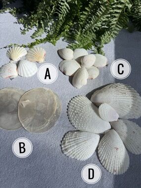 Assorted Natural White Seashell Mix - Coastal Decor & Craft Supplies